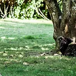 Bed & Breakfast La Gobiniere Saint-Mars-la-Reorthe