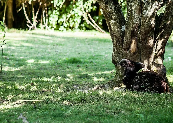 Bed and Breakfast La Gobiniere Saint-Mars-la-Réorthe